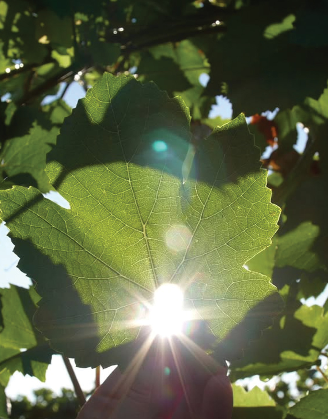 Screenshot 2026-02-03 alle 11.54.24